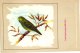Delcampe - 60 Cards SLUIS Advertising Bird Sead, Vogelzaad Grains Pour Oiseaux - Coloured Postcards - Autres & Non Classés