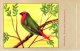 Delcampe - 60 Cards SLUIS Advertising Bird Sead, Vogelzaad Grains Pour Oiseaux - Coloured Postcards - Other & Unclassified