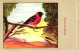 Delcampe - 60 Cards SLUIS Advertising Bird Sead, Vogelzaad Grains Pour Oiseaux - Coloured Postcards - Other & Unclassified