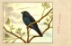 Delcampe - 60 Cards SLUIS Advertising Bird Sead, Vogelzaad Grains Pour Oiseaux - Coloured Postcards - Other & Unclassified