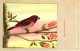 Delcampe - 60 Cards SLUIS Advertising Bird Sead, Vogelzaad Grains Pour Oiseaux - Coloured Postcards - Autres & Non Classés