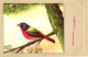 Delcampe - 60 Cards SLUIS Advertising Bird Sead, Vogelzaad Grains Pour Oiseaux - Coloured Postcards - Autres & Non Classés