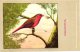 Delcampe - 60 Cards SLUIS Advertising Bird Sead, Vogelzaad Grains Pour Oiseaux - Coloured Postcards - Other & Unclassified