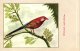 Delcampe - 60 Cards SLUIS Advertising Bird Sead, Vogelzaad Grains Pour Oiseaux - Coloured Postcards - Autres & Non Classés