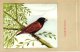 Delcampe - 60 Cards SLUIS Advertising Bird Sead, Vogelzaad Grains Pour Oiseaux - Coloured Postcards - Autres & Non Classés