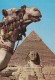 ZS50084 Giza The Great Sphinx   2 Scans - Gizeh