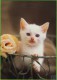 Voyo POLAND CAT With ROSE - Rachael Hale 2004 MINT R-006 - Chats