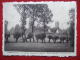 BELGIQUE - CAMBRON - CASTEAU - VUE GENERALE - ENCEINTE DE L´ABBAYE - ENTRE-  " FOTO WOUTEERS , AVERBODE " - CARTE RARE - - Brugelette