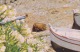 20. Corse - PINO. SUR LE PORT MAISON DE PECHEURS - Tortue Turtle ????? - H.468 GAL - Schildpadden