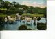 (963) Australia - Old Poscard - Cow In River - Sent To Gawler Sth ? - Outback