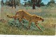 AFRICA, CHEETAH,UGANDA Stamp,2 Stams Bird, Vintage Old Postcard - Uganda (1962-...)