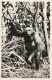 Cameroun - Ref 291- Compagnie Zoologique De Yaoundé - Zoo -singe -theme Singes -gorille - Carte Bon Etat  - - Cameroun