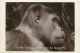 Cameroun - Ref 285- Compagnie Zoologique De Yaoundé - Zoo -singe -theme Singes -gorille - - Cameroun