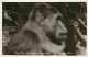 Cameroun - Ref 282- Compagnie Zoologique De Yaoundé - Zoo -singe -theme Singes -gorille -carte Bon Etat - - Cameroun