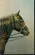 Litho Pferd Cheval Horse Cavallo Painted Pinx. 25.11.1912 Von Eupen Nach Kettenis Belgien - Chevaux