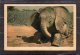 43602    Ciad,   Un  Jeune  Elephant  Du  Tchad,  VGSB - Tsjaad