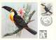 BRESIL CARTE MAXIMUM NUM.YVERT 1603 FAUNE OISEAU TOUCAN - Maximum Cards