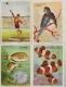 COLLECTION BISCOTTES CLEMENT LOT 19 IMAGES FORMAT CARTE POSTALES POISSON SPORT OISEAUX COSTUMES BE - Autres & Non Classés