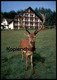 POSTKARTE HORHAUSEN-OBERSTEINEBACH WALDHOTEL HEIDERHOF HIRSCH FLAMMERSFELD Roe Fallow Deer Daim Chevreuil Cerf Postcard - Altenkirchen