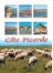 80 - Somme - Cote Picarde - Multivues - Moutons - Voir Scans Recto-Verso - Autres & Non Classés