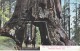 U.S.  HORSE  And  BUGGY   BIG  TREE,  YOSEMITE,  CALIF.  Used  R.P.O.  1910 - USA National Parks