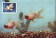 CHINA - KINA -  GOLD  FISH  On  POSTCARDS - Complet Set 12 V -  ORGINAL  CARD - Cto  MC - 1960 - PERFECT - RARE - Nuovi