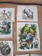 C1    LOT CHROMO DECOUPIS  ANIMAUX DIVERS CHAT CHATS  OISEAUX ANE OIE COLLE - Animales