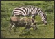 KENYA Zebra And Wart Hog East African Game 1963 - Zèbres