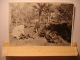 PHOTO TUNISIE ANNEES 1940-1950 - TOZEUR JARDINS D'ESSAI CULTURE INTERCALAIRE - 17X12 - BOSSOUTROT TUNIS  Tirage D'époque - Places