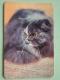 Cat / Kat / Chat 1993 ( Russia Sovjet Unie / 92-5689 ) ( Format 9 X 6 Cm - Zie Foto´s Voor Détails ! - Petit Format : 1991-00