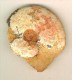 2 Ammonites  Aalénien ( Belmont France ) 6 X 5 Cm Et   5,5 X 4,5 Cm Belles  Sutures Visibles - Fossiles