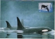 DOLPHIN Dauphin Delfin Killer Whale Orque Postal Stationery Mint Entier Postal AUSTRALIA Antarctic - Dolphins