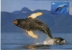 Humpback WHALE Baleine  Wal Entier Postal Stationery Mint AUSTRALIA Antarctic 1996 - Balene