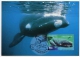 WHALE Baleine Wal Entier Postal Stationery New Zealand Postmarked Deepwater Nsw 1 October 1998 - Walvissen