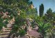 Jardin Exotique De Monaco  -  L`Allee  Des Aloes   A-1868 - Jardín Exótico