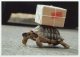 TURTLE * TORTOISE * ANIMAL * POST * POSTAL * PACK * PACKAGE * EXPRES * Skoko PK 2242 * Germany - Tartarughe