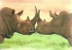 RHINOCEROS * RHINO * ANIMAL * Myletos Art P022 * Hungary - Rhinozeros