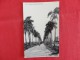 Cuba  Avenue Of  Royal Palms Ca 1910 Not Mailed L -ref 1152 - Cuba