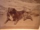 Belle Photo 12 X 9 Cm  -1894 -  Chien De Berger. - Oud (voor 1900)