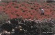 Malta, 194, Spring, Flowers, 2 Scans. - Malte