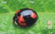 A02368 China Phone Cards Ladybug Puzzle 40pcs - Coccinelles