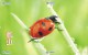 A02368 China Phone Cards Ladybug Puzzle 40pcs - Coccinelles