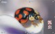 Delcampe - A02368 China Phone Cards Ladybug Puzzle 40pcs - Coccinelle