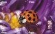 Delcampe - A02368 China Phone Cards Ladybug Puzzle 40pcs - Lieveheersbeestjes