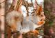New Postcard, Postkarte, Carte Postale, Animal, Tier, Animale, Squirrel - Other & Unclassified