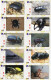 Delcampe - A02408 China Phone Cards Insect 143pcs - Other & Unclassified