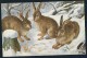 Rabbits, Winter - O.G.Z.-L. 277/1535  ----- Postcard Not Traveled - Autres & Non Classés