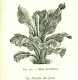 Delcampe - MANUALE HOEPLI, IL LIBRO DEL GIARDINIERE, II VOL., ANGIOLO PUCCI, 1939, QUINTA EDIZIONE - Geneeskunde, Biologie, Chemie