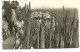 Monaco, Le Rocher Vu Du Jardin Exotique, Bords Dentelés,n°128, Voyagée En 1956, Scan Verso (timbres Pont De Cahors) - Exotische Tuin