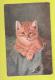 Chat CAT CATS   USED 1905 + STAMP TIMBRE - Gatti